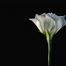 Lisianthus